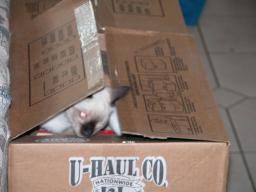 kittens - 071307 34